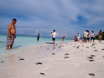 Mai Khao Sea Turtles Phuket