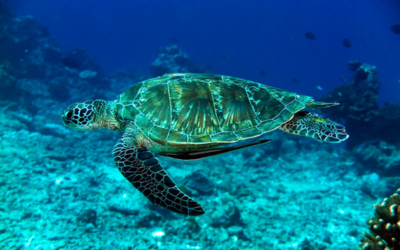 Sea Turtles in Mai Khao