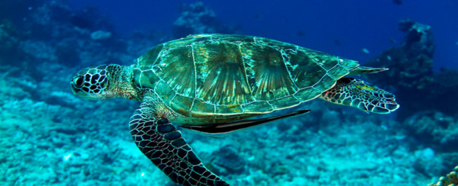 迈考海龟