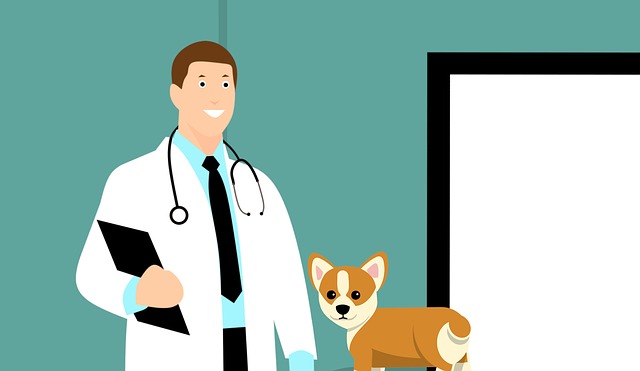 Caring For Pets Vets And Veterinarian Clinics In Phuket Thailand