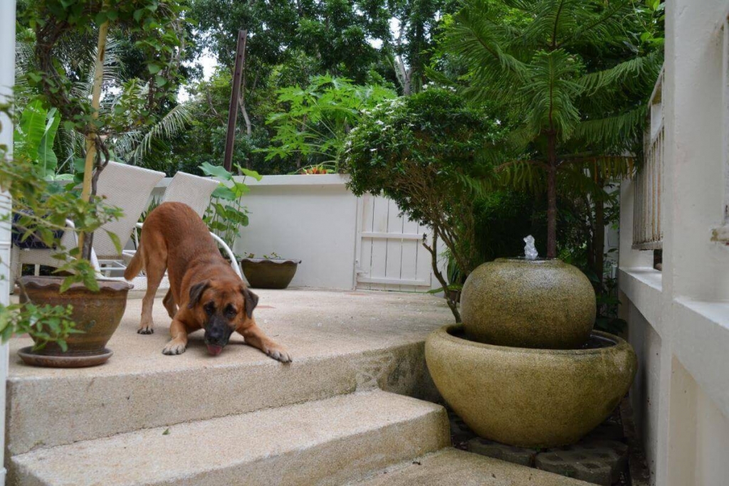 Kathu,, Phuket  Thailand