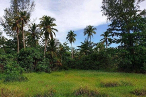 Khao Lak,, Phang Nga  Thailand