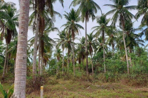 Khao Lak,, Phang Nga  Thailand
