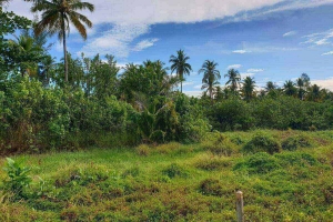 Khao Lak,, Phang Nga  Thailand