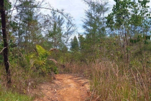 Khao Lak,, Phang Nga  Thailand