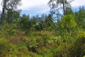 Khao Lak,, Phang Nga  Thailand