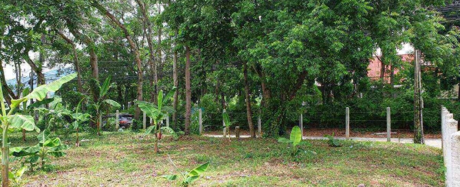 1,500 sqm or 375 sqw Land for Sale Walking Distance to Rawai Seafront, Phuket