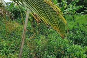 Rawai,, Phuket  Thailand