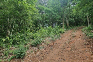 Cherng Talay,, Phuket  Thailand