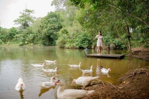 Thalang,, Phuket  Thailand