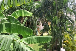 Nai Harn,, Phuket  Thailand