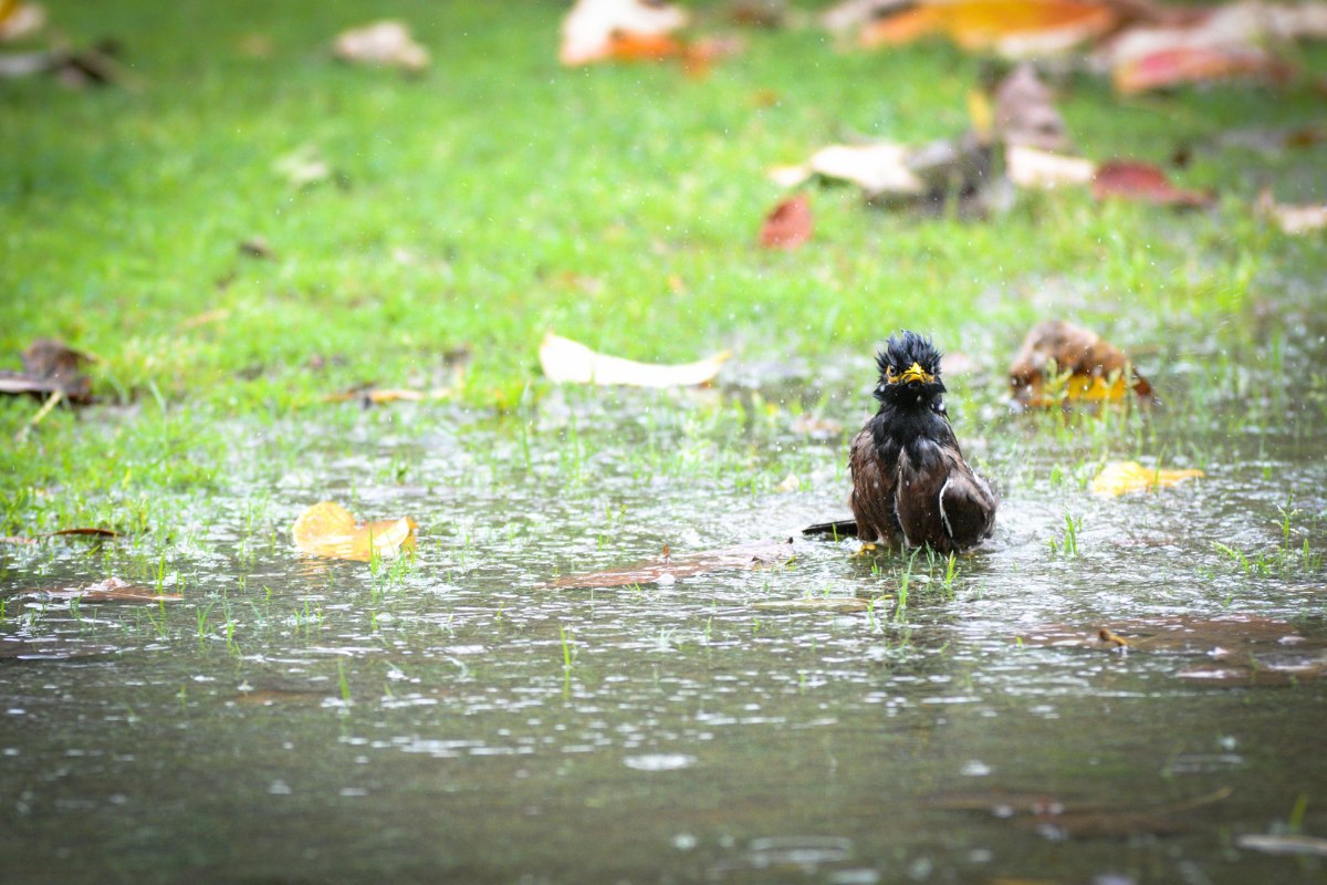 Picture of a bird bathing during the rainy season