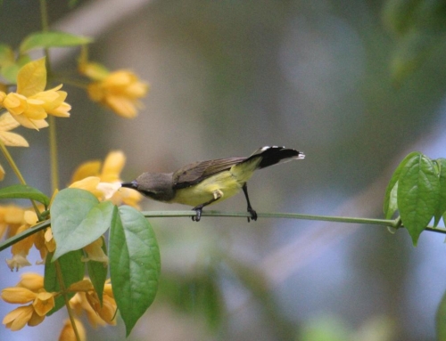 How to Attract Birds and Butterflies into Your Nai Harn or Rawai Garden