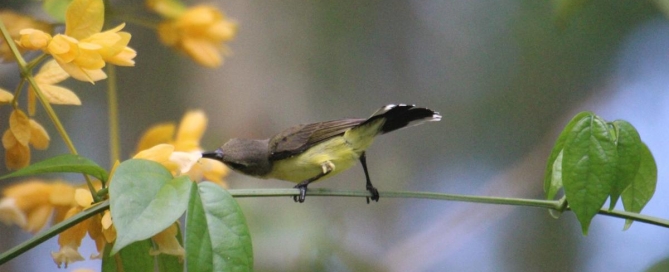 Olive-backed sunbird feeding on yellow flowers in a Nai Harn garden, Phuket – a common sight in tropical bird-friendly landscapes