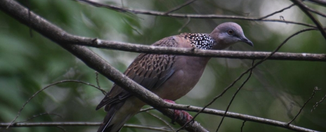 “A spotted dove perched on a tree branch in a tranquil garden in Nai Harn, Phuket, surrounded by lush greenery.”