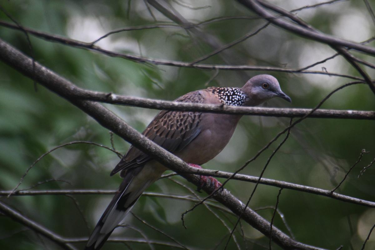 “A spotted dove perched on a tree branch in a tranquil garden in Nai Harn, Phuket, surrounded by lush greenery.”